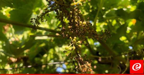 مرض جديد ضرب موسم العنب في البقاع والمزارعون ناشدوا المعنيين التدخل