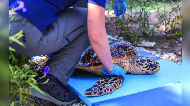 الامارات | 63 سلحفاة من شواطئ دبي إلى بحار العالم