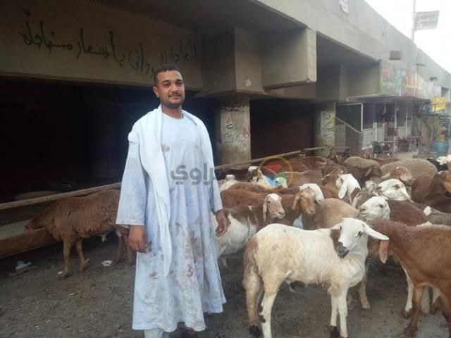الخراف السودانية تغزو أسواق القاهرة