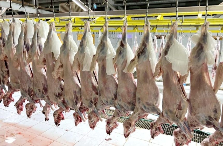 انسيابية ونجاح عمل المسالخ في أول أيام العيد بالعاصمة المقدسة