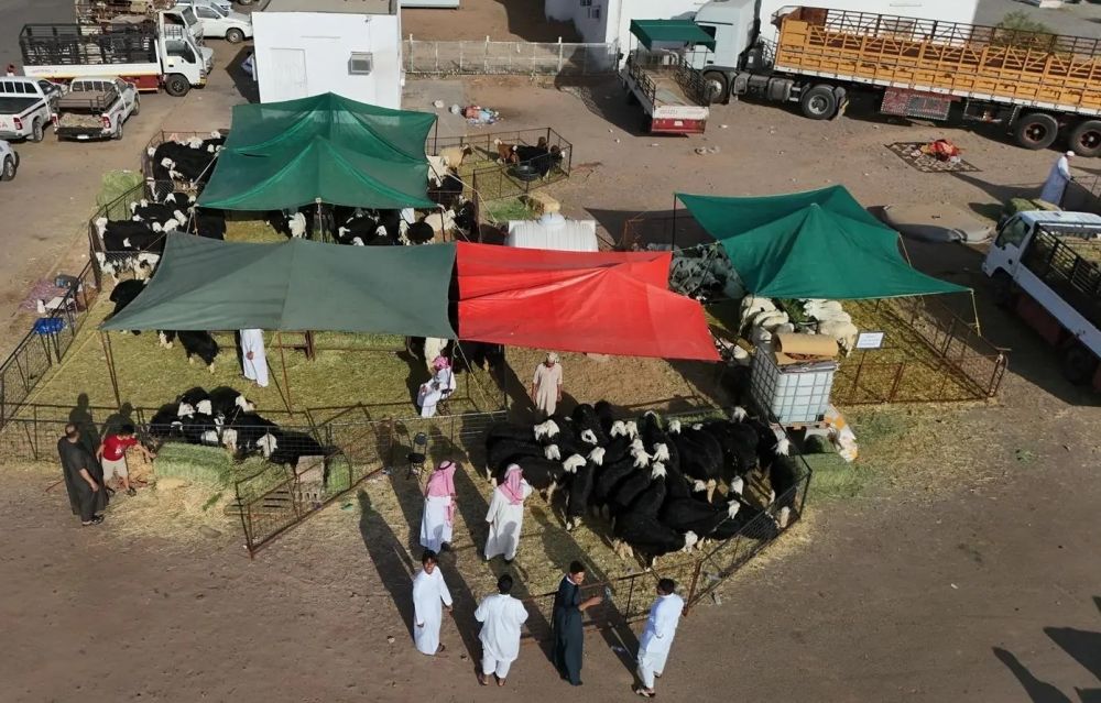انتعاش الحركة الشرائية في أسواق الأنعام بالمدينة المنورة أول أيام العيد