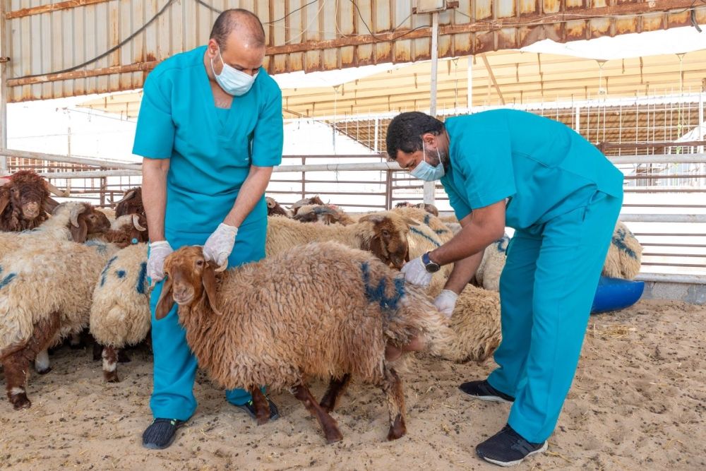 بيطري يحذر: الذبح العشوائي يتسبب بمخاطر صحية وبيئية تهدد المستهلكين