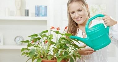 تكنولوجيا: دارسة: النباتات تتمتع بالذكاء والقدرة على حل المشكلات