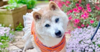 لو هاتفسح الكلب في العيد اعرف الضوابط.. غرامة 500 ألف جنيه للمخالف