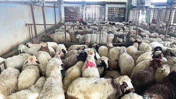 بلدية أبوظبي ترفع جاهزية المسالخ لاستقبال 37 ألف أضحية