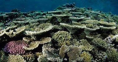 تكنولوجيا: تحذير من تراجع الشعاب المرجانية بسبب تحمض المحيطات