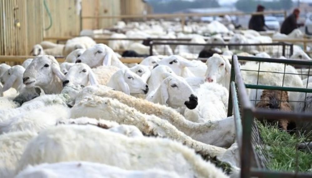 أمان وسهولة .. تعرف على تطبيقات الأضاحي في مكة المكرمة