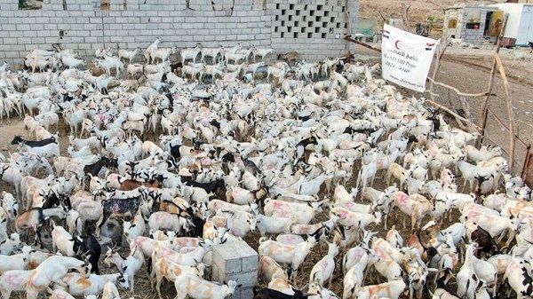 "الهلال الأحمر" يدشن مشروع توزيع لحوم الأضاحي في حضرموت