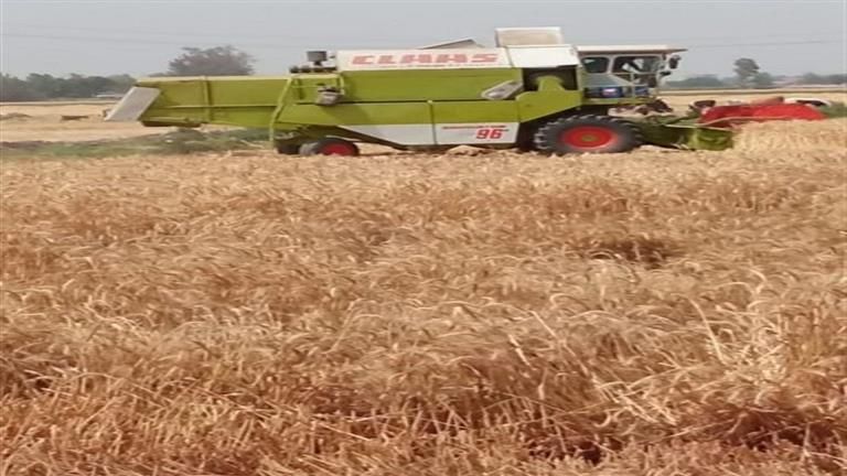 حتى 15 أغسطس.. "التموين": استمرار موسم توريد القمح المحلى