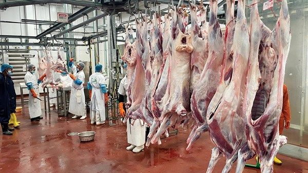 مسالخ أبوظبي مستمرة في استقبال المضحين خلال أيام العيد