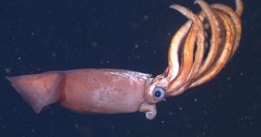 تكنولوجيا: الروبوتات المتقدمة تحت الماء تكتشف الحبار في أعماق البحار