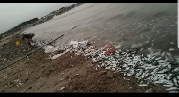 الحديدة.. تلوث ونفوق أسماك في سواحل الخوخة ومسؤول سابق يتساءل: أين اختفت خلية الأزمات؟