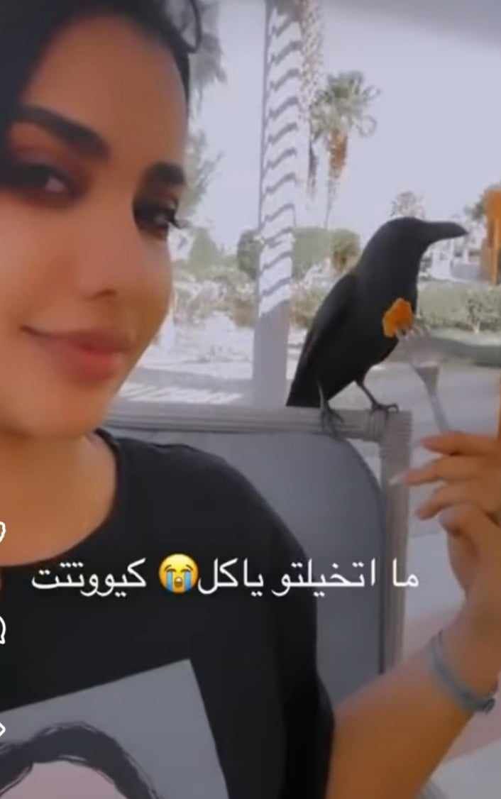 شاهد بالصورة والفيديو.. بعد أن فقدت قطتها الشهيرة.. الحسناء السودانية “لوشي” تتجه لتربية الطيور وتقوم بإطعام “غراب” وتتغزل فيه (يا سلام حلاتو) واللوايشة يعلقون: (نبقى غربان عشان نأكل من يدك)