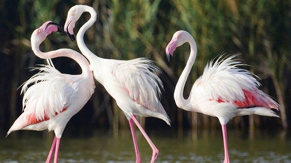 أبوظبي.. طبيعة خلابة وتنوع بيولوجي