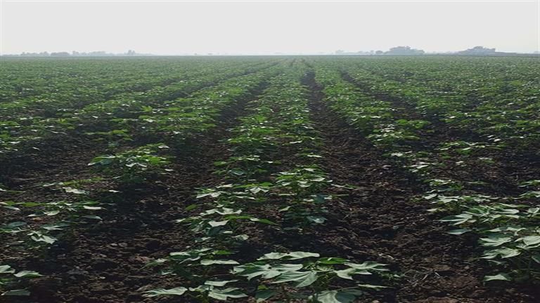 الزراعة: تخصيص مبيدات آفات البادرات لمحصول القطن بالمحافظات القطنية