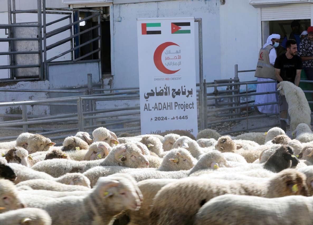 الخليج اليوم .. فريق الإغاثة الإماراتي في الأردن يوزع الأضاحي على اللاجئين