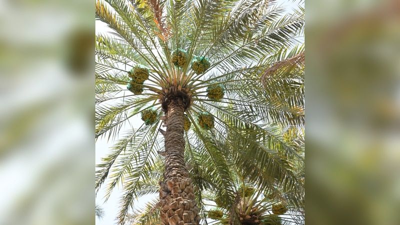 الامارات | «تباشير الرطب».. أيام خير ينتظرها الإماراتيون بشغف