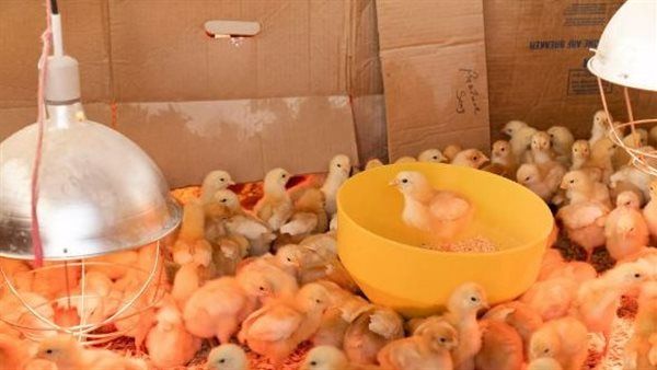 كتاكيت روسيا تنقذ قطاع الدواجن في سوريا