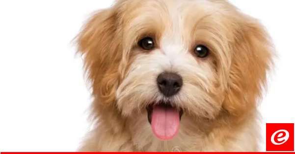 مصدر في بحمدون: الضجة حول موضوع تسميم بعض الكلاب الشاردة مشبوهة وسندّعي على المتورطين