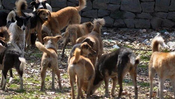 مقتل أكثر من 100 مصاب بداء في أم درمان