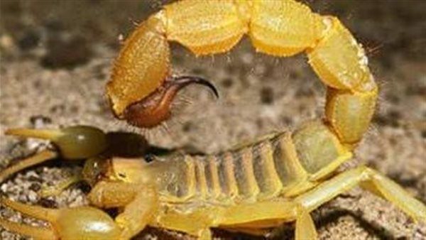 العقارب تطارد سكان الجنوب الليبي