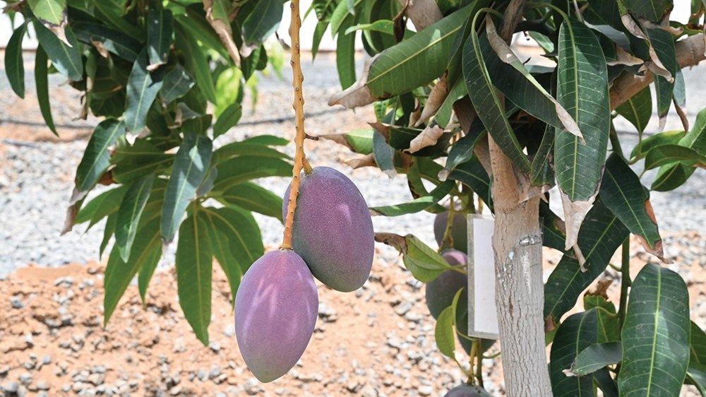 كوادر إماراتية تدير 3 محطات للأبحاث الزراعية في أبوظبي