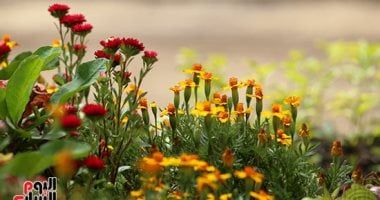 تكنولوجيا: تطوير الذكاء الاصطناعي لحساب عدد الزهور على الأشجار والتنبؤ بإنتاج المحاصيل