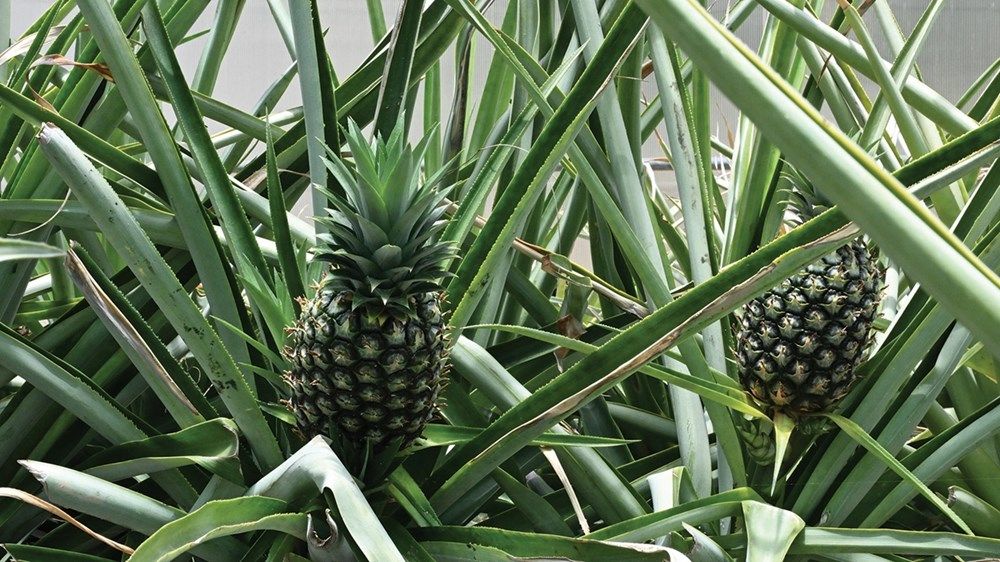 كوادر إماراتية تدير 3 محطات للأبحاث الزراعية في أبوظبي