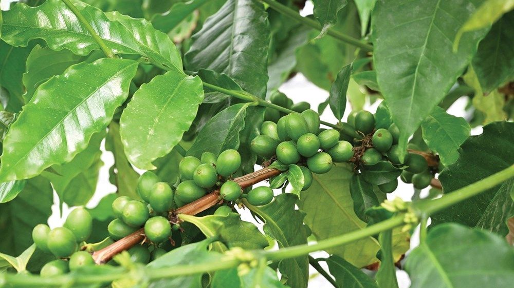 كوادر إماراتية تدير 3 محطات للأبحاث الزراعية في أبوظبي