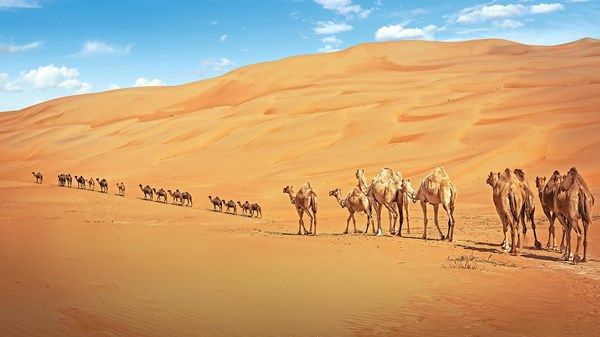 رعاية شاملة من «أبوظبي للزراعة والسلامة الغذائية».. 476000 رأس من الإبل في أبوظبي