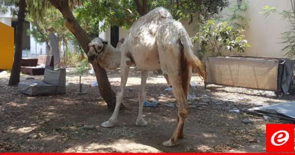 "النشرة": شرطة بلدية صيدا تابعت مخالفات محال بيع اللحوم وصادرت جمل وبعض الأغنام