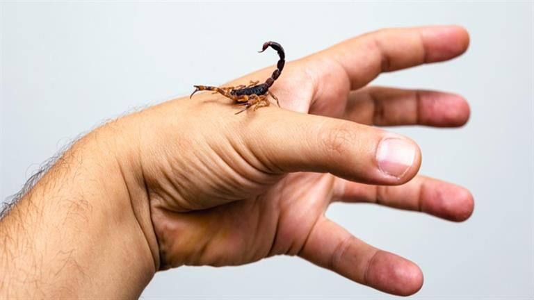 فى 22 يومًا فقط.. صحة الوادي الجديد ترصد 78 حالة لدغ عقارب وثعابين