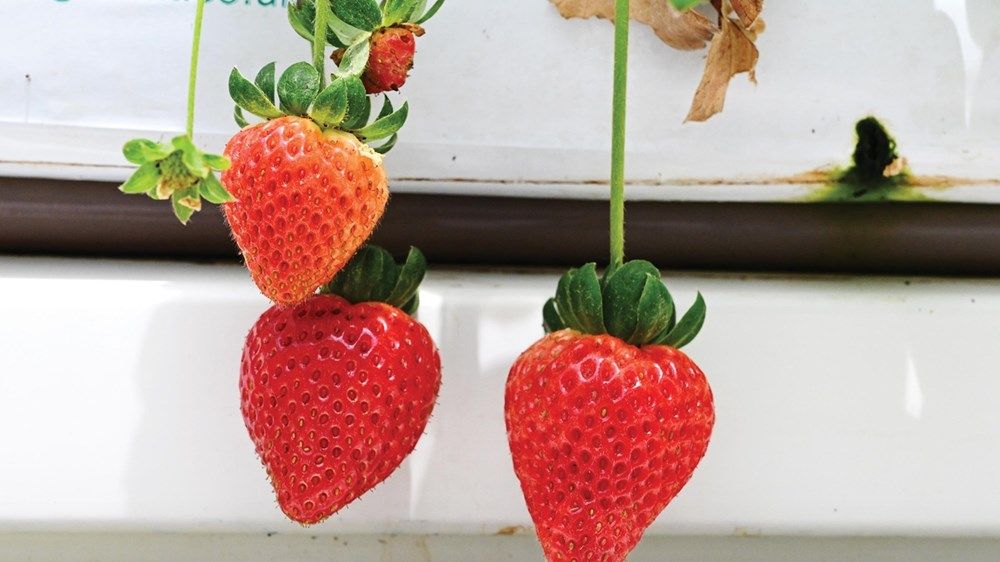 كوادر إماراتية تدير 3 محطات للأبحاث الزراعية في أبوظبي