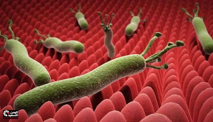 وداعًا لجرثومة المعدة.. مشروب بسيط مع زيت الزيتون على الريق ينهي المرض الذي حيّر العالم