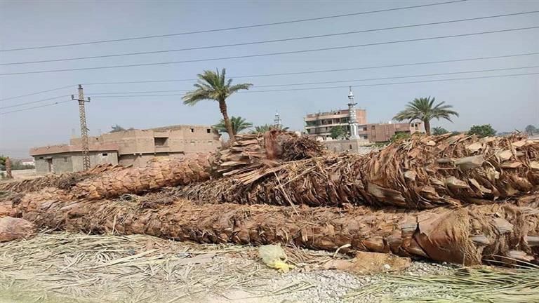 الزراعة تتبرأ من قطع الأشجار: قرار الجهة المسئولة عن المكان ونضع البدائل
