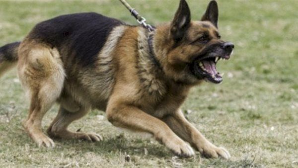 كلب الاحتلال يعتدي على مسنة فلسطينية رفضت ترك منزلها ويصيبها بكسور ونزيف