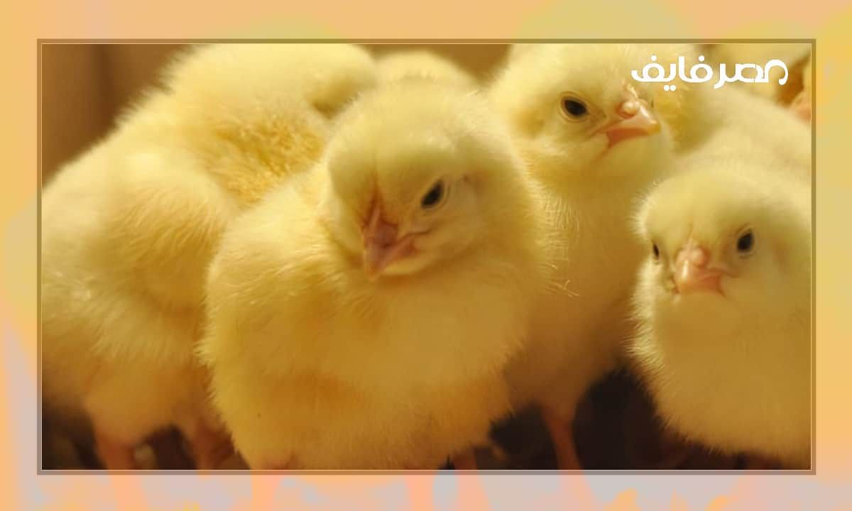 أسعار الدواجن اليوم 25 يونيو 2024 داخل الأسواق المحلية