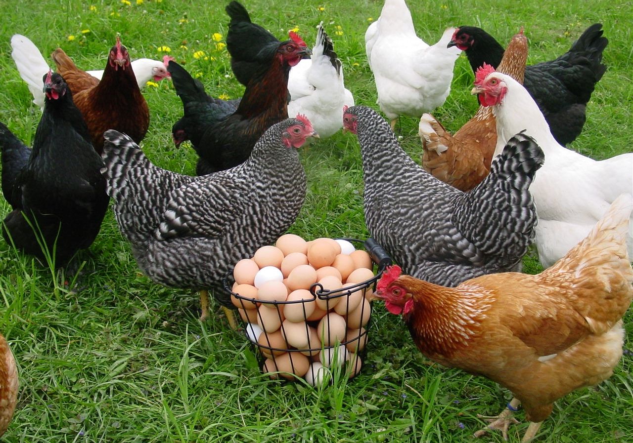 أسعار الدواجن اليوم 25 يونيو 2024 داخل الأسواق المحلية