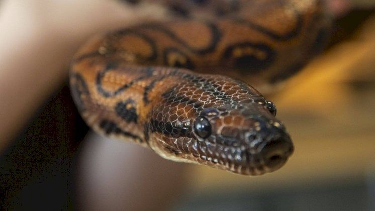 رونالدو "الأفعى الذكري" يلد 14 طفلا