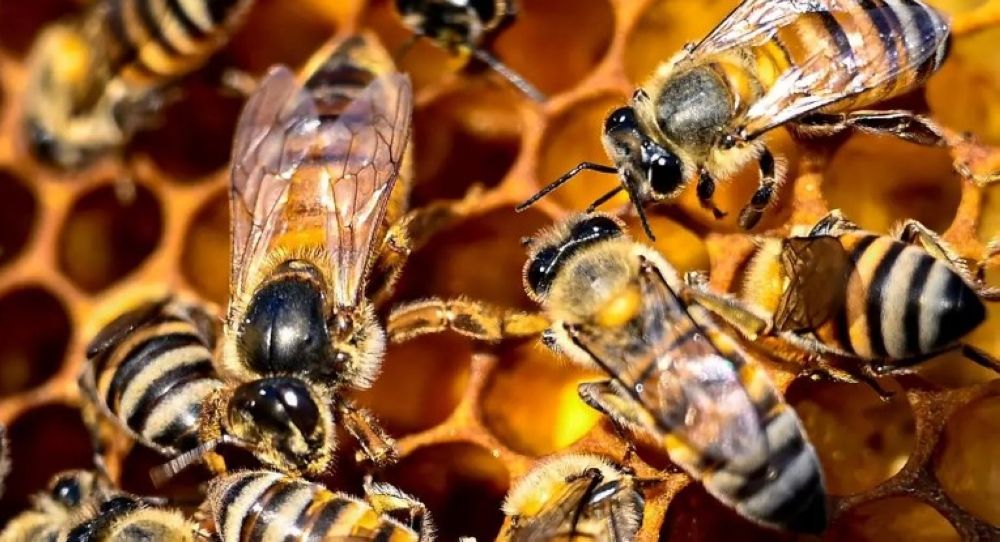 بمشاركة 30 نحالًا.. انطلاق فعاليات مهرجان العسل والمنتجات الزراعية بتبوك