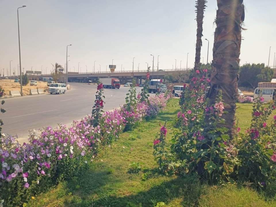 جهاز تنمية مدينة العاشر من رمضان: قريبا زراعة الأشجار فى المنطقة الصناعية الثقيلة.. صور