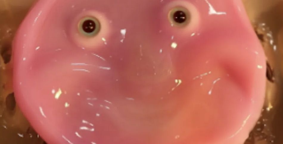 الامارات | فيديو.. ابتكار روبوت يمكنه أن يبتسم مثل الإنسان باستخدام خلايا بشرية