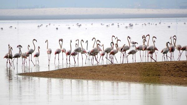 تطوير محميتي الوثبة للأراضي الرطبة والكثبان الأحفورية