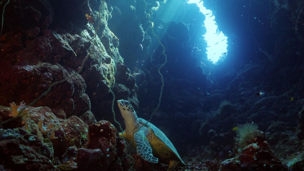 توثيق إنجازات المملكة.. "كنوز السعودية" تحصد 11 جائزة عالمية