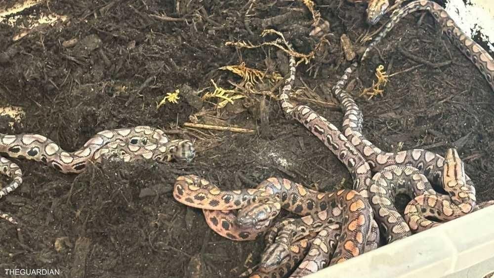 الامارات | ثعبان وحيد منذ 9 سنوات "ينجب من نفسه" 14 ثعباناً صغيراً