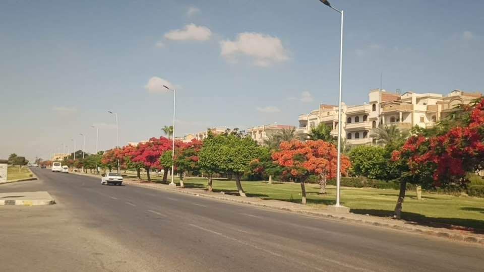 جهاز تنمية مدينة العاشر من رمضان: قريبا زراعة الأشجار فى المنطقة الصناعية الثقيلة.. صور