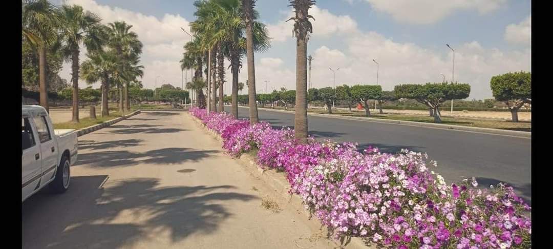 جهاز تنمية مدينة العاشر من رمضان: قريبا زراعة الأشجار فى المنطقة الصناعية الثقيلة.. صور