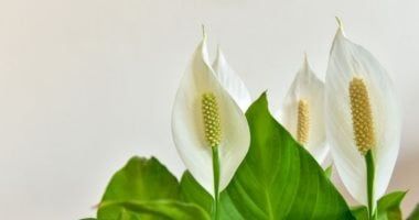 7 نباتات تحسن جودة الهواء وتخفض درجة الحرارة.. تعرف عليها