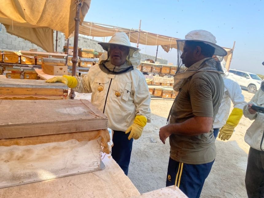 إنتاج مبشر.. جولات رقابية مكثفة على مناحل عسل المانجروف في الساحل الشرقي