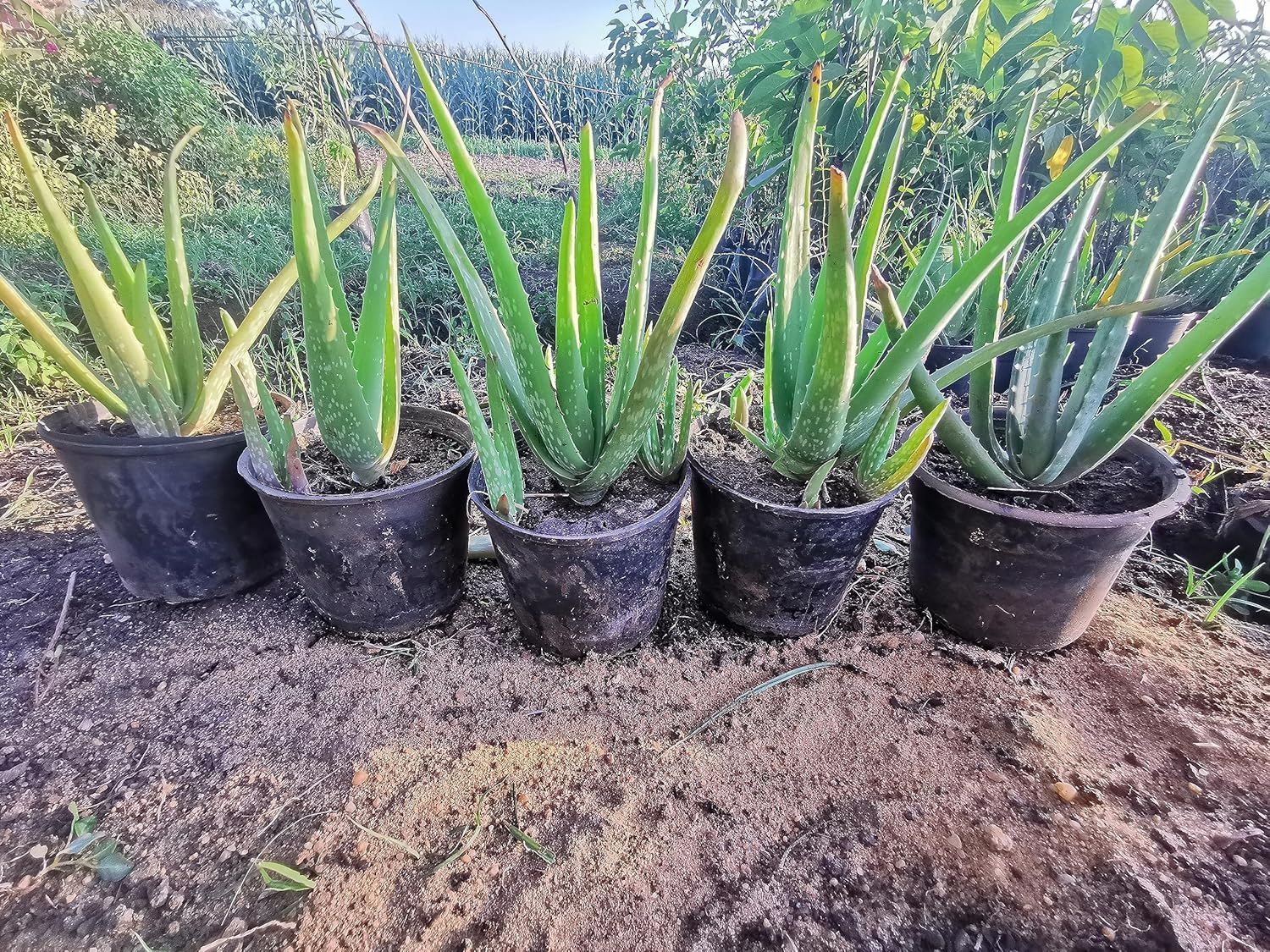 7 نباتات تحسن جودة الهواء وتخفض درجة الحرارة.. تعرف عليها